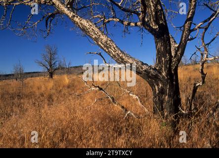 Western Wacholderbeeren (Juniperus occidentalis) Baumstumpf, Gerry Mountain Wilderness Studie, Prineville Bezirk Büro des Land-Managements, Oregon Stockfoto