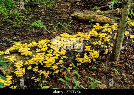 Haufen von goldenen Austernpilzen, die auf dem Totholz des verfaulenden Ulmenstamms auf dem Waldboden wachsen. Pleurotus citrinopileatus, der in der Wildnis wächst Stockfoto