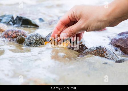 Schöne Stücke von Bernstein in der Hand des Meeres Hintergrund. Ein leuchtendes, welliges Stück Bernstein in der Handfläche. Der Sonnenstein Stockfoto