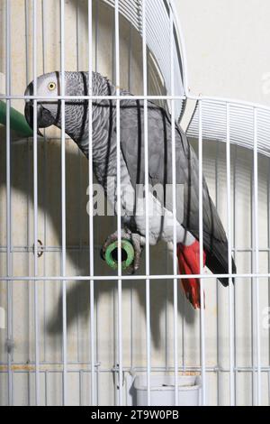 Rotschwanzpapagei in einem Käfig. Psittacus Erithacus. Stockfoto