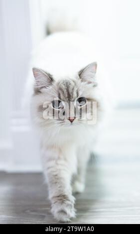 Wunderschöne flauschige weiße Katze mit blauen Augen Stockfoto