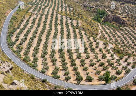 Olivenbäume in der Nähe von Gorafe. Tal des Flusses Gor, Granada, Andalusien, Spanien. Stockfoto