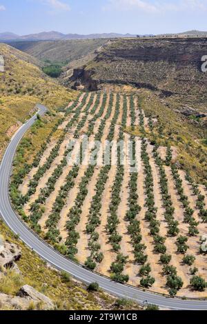 Olivenbäume in der Nähe von Gorafe. Tal des Flusses Gor, Granada, Andalusien, Spanien. Stockfoto