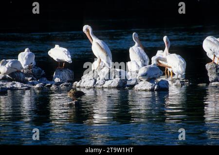 Weiße Pelikane auf einen Fluss, Putnam's Point Park, Klamath Falls, Oregon Stockfoto