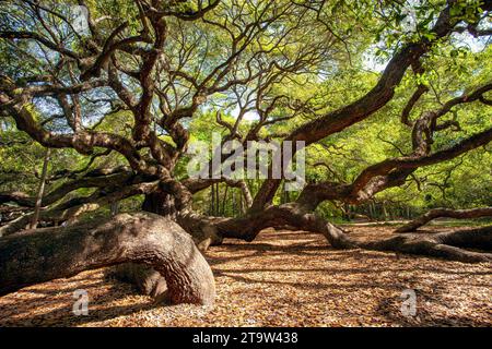 Majestätisch ist das Wort, das mir beim Anblick dieser weitläufigen, alten Eiche auf John's Island in der Nähe von Charleston, South Carolina, einfällt. Aber das ist es Stockfoto