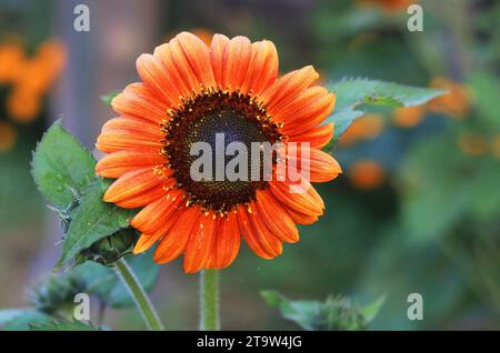 Ein wunderschöner Sonnenblumen-Naturgarten, Nahaufnahme einer Sonnenblume auf einem Feld. Stockfoto