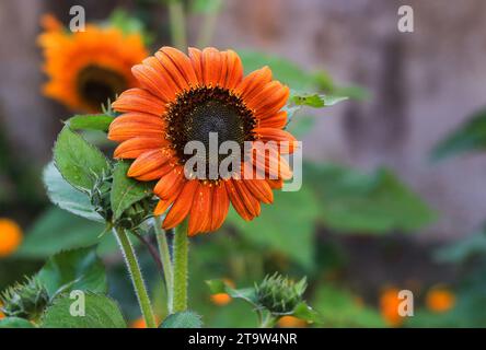Sonnenblume grünes Baumfeld, Junge Sonnenblumen bunt im Hintergrund. Stockfoto