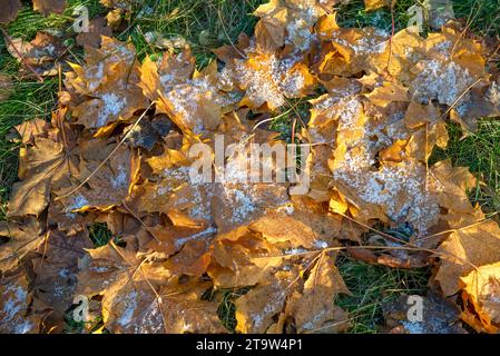 Gelbe Ahornblätter auf dem Gras beim ersten Frost Stockfoto