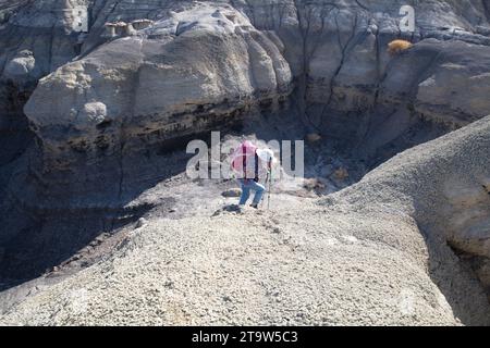 Ein Solo-Weibchen wandert durch die weiten Badlands des San Juan Basin in New Mexico Stockfoto