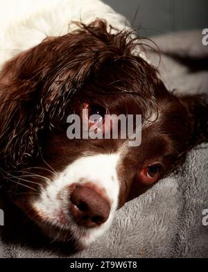Englischer Springer Spaniel, der in die Kamera schaut Stockfoto