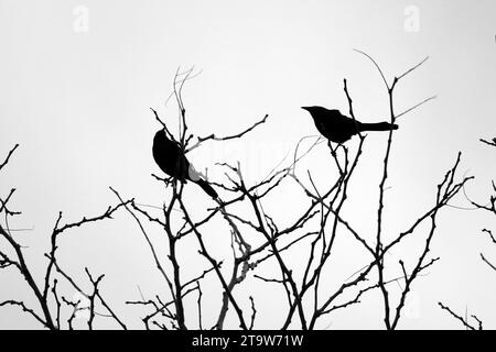 Zwei Vögel, die auf der Spitze von Baumzweigen thronten, die bei Sonnenuntergang vor einem leuchtend orange-gelben Himmel geschildert wurden Stockfoto