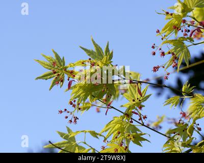 Frische grüne Blätter des Ahornbaums im Frühling. japanisches Ahornblatt im Garten. Grünes Blatt von Acer japonicum Stockfoto