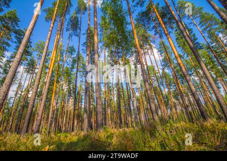 Dicker europäischer Kiefernbaum am Sommernachmittag. Unterwuchs von rosafarbenem Heidekraut, ericetale Kiefernei. Schottenkiefer, Erzengel-Tanne (Pinus sylvestris) Stockfoto