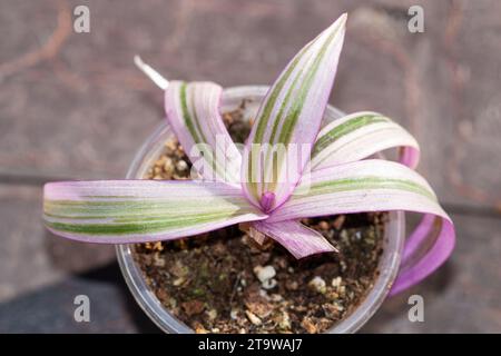 Tradescantia spathacea Rhoeo variierte rosa Pflanze in einer Topfhauspflanzensammlung für den Indoor-Garten Stockfoto