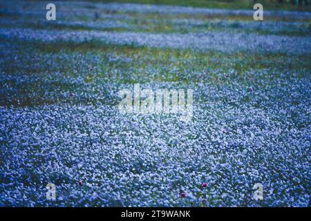 Steppe-Kaution. Zur Entstehung von Wildflachsfeldern (Linum usitatissimum). Schwarzmeerregion Stockfoto