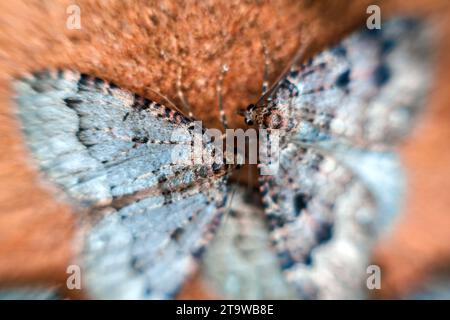 An der Decke der Höhle schlafende Schmetterlinge der Geometridae, die ein schönes Muster bilden Stockfoto