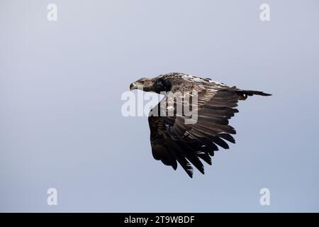 Seeadler, Flug, Flugbild, fliegend, See-Adler, Adler, Haliaeetus albicilla, Seeadler, Adler des Regens, Seegrauer Adler, erne, Grauadler, W Stockfoto