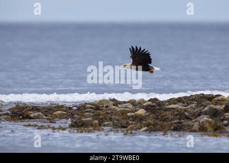 Seeadler, Flug, Flugbild, fliegend, See-Adler, Adler, Haliaeetus albicilla, Seeadler, Adler des Regens, Seegrauer Adler, erne, Grauadler, W Stockfoto