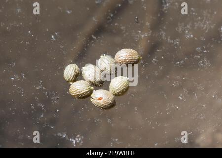 Seerose, Samen schwimmen auf der Wasseroberfläche, Weiße Seerose, Nymphaea alba, Weißwasserlilie, Europäische Weißwasserlilie, Weißer Lotus, Nenuphar, Eu Stockfoto