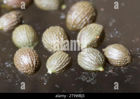 Seerose, Samen schwimmen auf der Wasseroberfläche, Weiße Seerose, Nymphaea alba, Weißwasserlilie, Europäische Weißwasserlilie, Weißer Lotus, Nenuphar, Eu Stockfoto