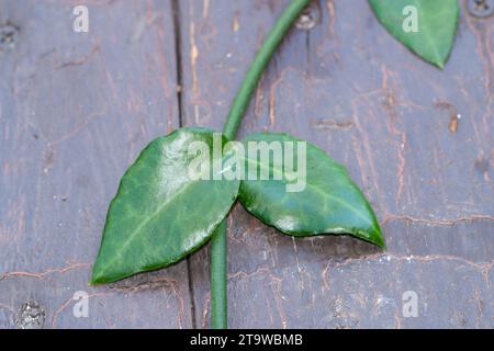 Ceropegia grüne Blätter Weinrebe auf einem gemalten Holzhintergrund Stockfoto