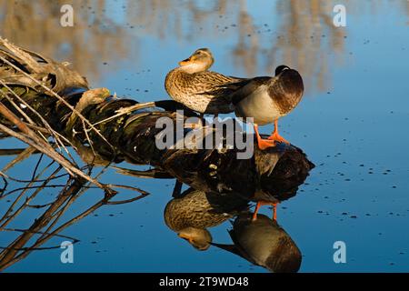 Liebevolles Stockenten-Paar, das auf Baumstamm im Wasser sitzt und sich reflektiert. Schönheit der Natur im ruhigen, farbenfrohen Wasser. Stockfoto