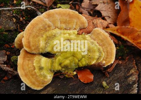 Natürliche Nahaufnahme eines braunen mehrfarbigen Kiemenpilzes, Lenzites betulinus Stockfoto