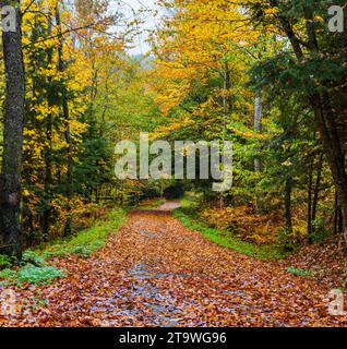 Herbstlaub bedeckt den Weg in den Wald an einem Herbsttag in Vermont Stockfoto