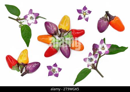 Zusammensetzung von frischen kleinen bunten Chilischoten und violetten Chiliblüten mit Blättern isoliert auf weißem Hintergrund Stockfoto