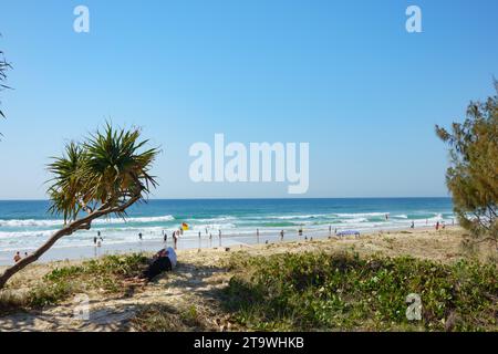 Surfers Paradise Australia - 21. September 2023; Männchen ruhen auf Sand im Schatten auf Pandanus-Baum mit Strand Hintergrund. Stockfoto