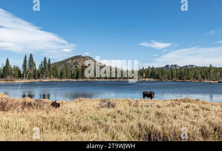 Ein malerischer Blick auf Golden Gras, zwei majestätische Elche, die an einem reflektierenden blauen See weiden, vor einer sonnendurchfluteten Bergkulisse Stockfoto