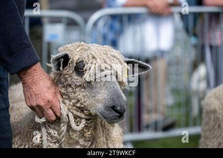Teeswater-Schafe werden bei der Wensleydale-Show in Cumbria, Großbritannien gezeigt. Stockfoto