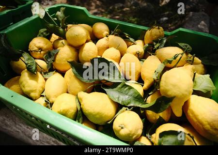 Zitrone-Kiste Stockfoto