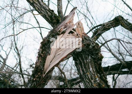 Gebrochener Baum nach Sturm Stockfoto