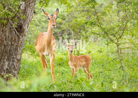 Aufmerksamer weiblicher und juveniler Impala (Aepyceros melampus) im Krüger-Nationalpark/Afrika Stockfoto