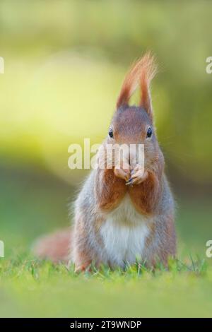 Fütterung des Roten Eichhörnchens (Sciurus vulgaris) in Deutschland Stockfoto