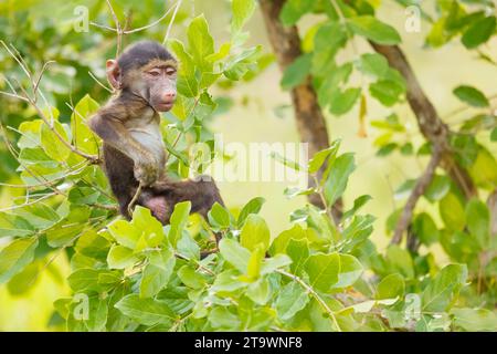 Jugendlicher, Chacma Pavian, Papio ursinus, Kruger-Nationalpark, Afrika Stockfoto