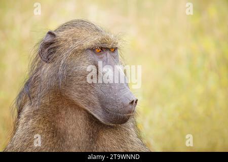 Alpha-männlicher Chacma-Pavian (Papio ursinus) im Kruger-Nationalpark/Afrika Stockfoto