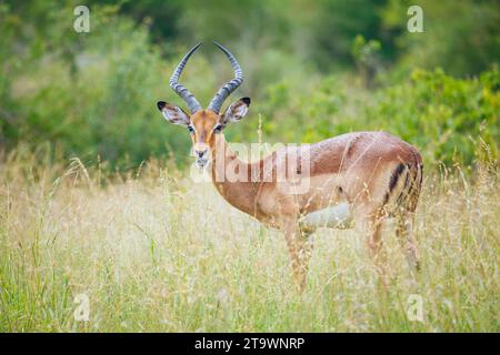 Männliche Impala (Aepyceros melampus) füttern im Krüger-Nationalpark/Afrika Stockfoto