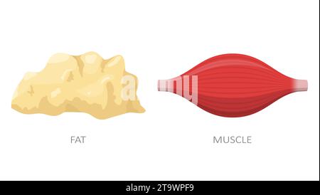 Fettgewebe und Muskel isoliert auf weißem Hintergrund. Ernährungskonzept, Gewichtsverlust. Abbildung des Anatomievektors. Stock Vektor