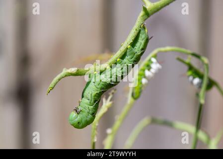 Eine große Tabak-Hornworm-raupe, oder Manduca sexta, hängt am Zweig einer Tomatenpflanze. Parasitäre Wespeneier sind im Hintergrund sichtbar. Stockfoto