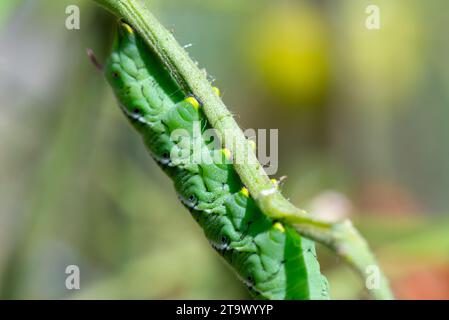 Eine große, grüne, prall Tabak-Hornworm-raupe, oder Manduca sexta, hängt am Zweig einer Tomatenpflanze. Stockfoto