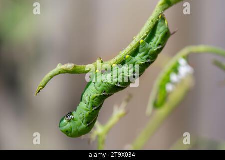 Eine große Tabak-Hornworm-raupe, oder Manduca sexta, hängt am Zweig einer Tomatenpflanze. Parasitäre Wespeneier sind im Hintergrund sichtbar. Stockfoto