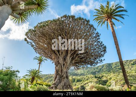 Antiker Drachenbaum in der Stadt Icod de los Vinos auf Teneriffa, Kanarische Inseln, Spanien Stockfoto