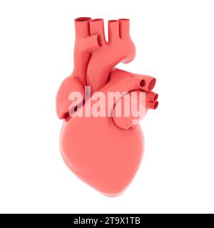 Anatomisches rotes menschliches Herz auf weißem Hintergrund. Abbildung 3D-Rendering. Stockfoto