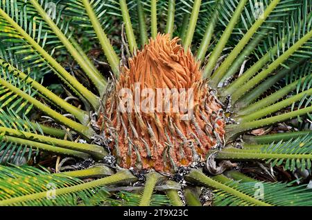 Sago Palm New leaf (Cycas revoluta), Teresopolis, Rio de Janeiro, Brasilien Stockfoto