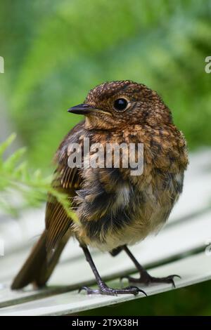 Junger Robin auf einem Gartenstuhl - Großbritannien Stockfoto