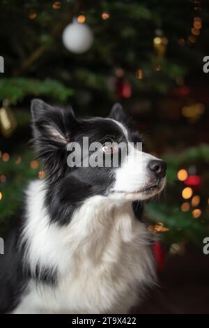 Benachrichtigen Sie Border Collie mit Weihnachtsbaum Hintergrund. Festliches vertikales Porträt des Schwarzweiß-Haushundes im Inneren. Stockfoto