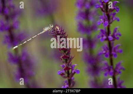 Blauschwanz-Damselfly (Ischnura elegans), weibliche Form von Infuskanen (grüne Phase), die auf salvia-Pflanze im Garten, West Midlands, England, ruht. Juni. Stockfoto