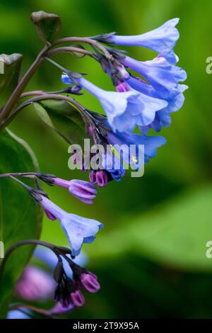 Mertensia, Virginia Bluebell, Mertensia virginica, Blau, Blume, Nahaufnahme, Pflanze, Frühling Stockfoto